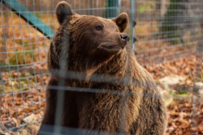 Bucharest: Bran Castle and Bear Sanctuary Small-Group Tour