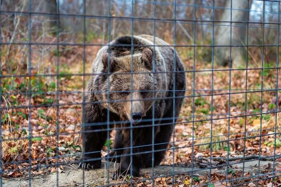 Bucharest: Bran Castle and Bear Sanctuary Small-Group Tour - Bran Castle, Dracula’s Castle: Medieval Rooms and the Outside Views That Matter