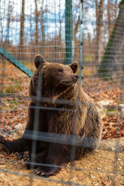 Bucharest: Bran Castle and Bear Sanctuary Small-Group Tour - Who This Tour Suits Best, and Who Might Prefer Something Else