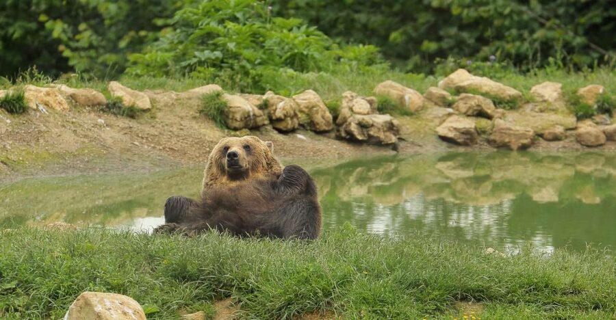 Bucharest: Day Trip to Bear Sanctuary, Bran Castle & Brasov - FAQ