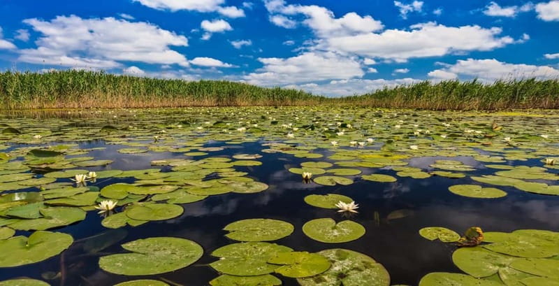 Bucharest: Day Trip to Danube Delta Small Group Premium Tour - Key things I’d circle before you book
