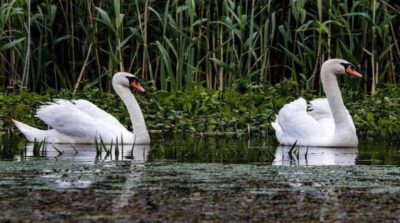 Bucharest: Day Trip to Danube Delta Small Group Premium Tour - Why the Danube Delta day trip feels special from Bucharest