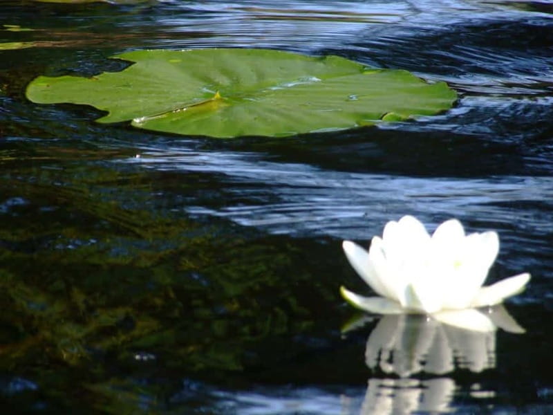 Bucharest: Day Trip to Danube Delta Small Group Premium Tour - Tulcea, a short stop that helps you switch gears