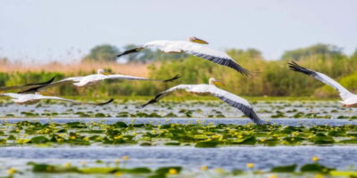 Bucharest: Day Trip to Danube Delta Small Group Premium Tour