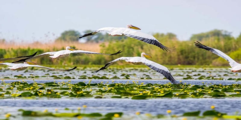 Bucharest: Day Trip to Danube Delta Small Group Premium Tour - Timing that actually gives you time on the water