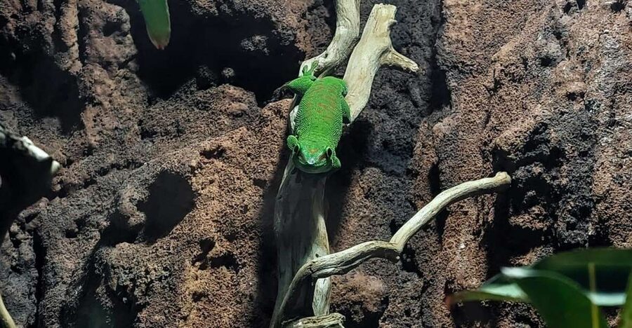 Bucharest: Reptiland Bucharest Entry Ticket - Learning Why Reptiles Matter, Without Getting Too Science-Heavy