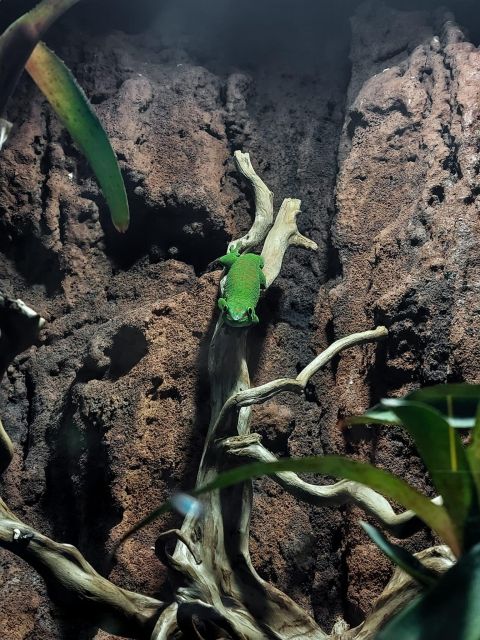 Bucharest: Reptiland Bucharest Entry Ticket - Price and Value: Is $12 Worth It?