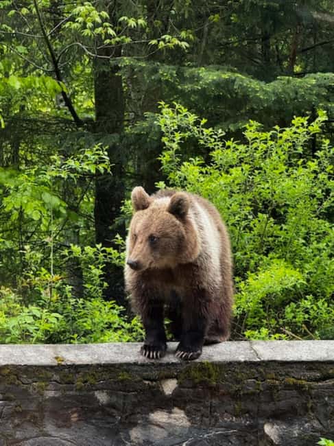Bucharest: Top Gear Road and Wild Brown Bears Day Trip - Key things that make this day trip work