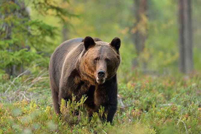 Carpathian Wilderness: A Wildlife Experience from Brașov - Key things to know before you go