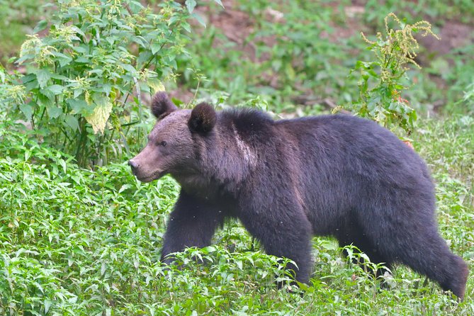 Carpathian Wilderness: A Wildlife Experience from Brașov - Getting Started at George Barițiu County Library (and Timing That Changes by Month)