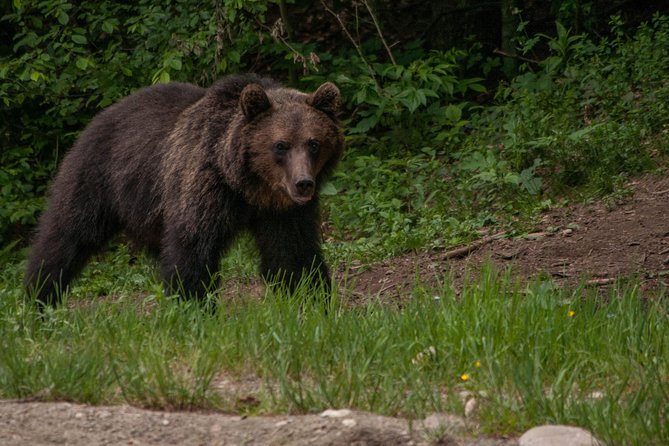 Carpathian Wilderness: A Wildlife Experience from Brașov - Inside the Hide: Why Quiet Waiting Is the Whole Game