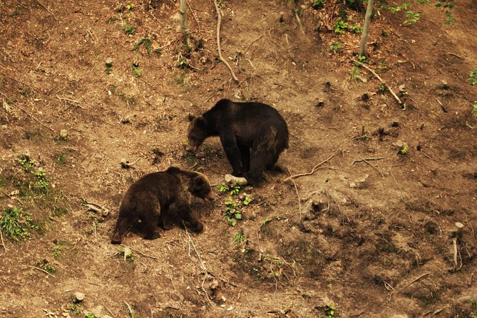 Carpathian Wilderness: A Wildlife Experience from Brașov - Dress Like You’re Joining the Forest, Not Touring It