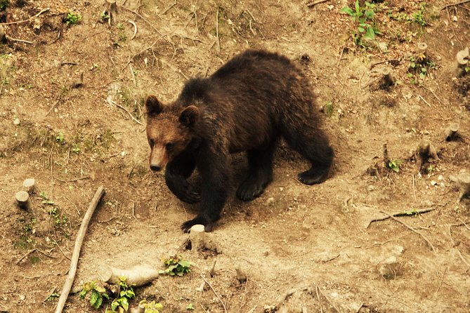 Carpathian Wilderness: A Wildlife Experience from Brașov - Group Size and the Hide Capacity: Why You’ll Feel the Difference