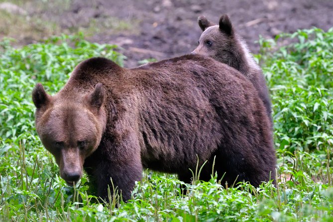 Carpathian Wilderness: A Wildlife Experience from Brașov - Price and Value: When $95.58 Makes Sense