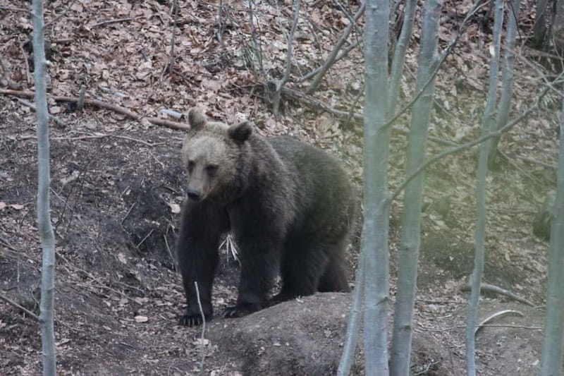 Carpathian Wilderness: A Wildlife Experience from Brașov - Who This Tour Fits Best