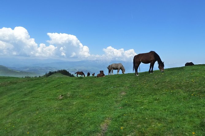 Carpathians in Romania: Bucegi Natural Park with native Spanish guide. - Timing and meeting point: what to expect on the ground