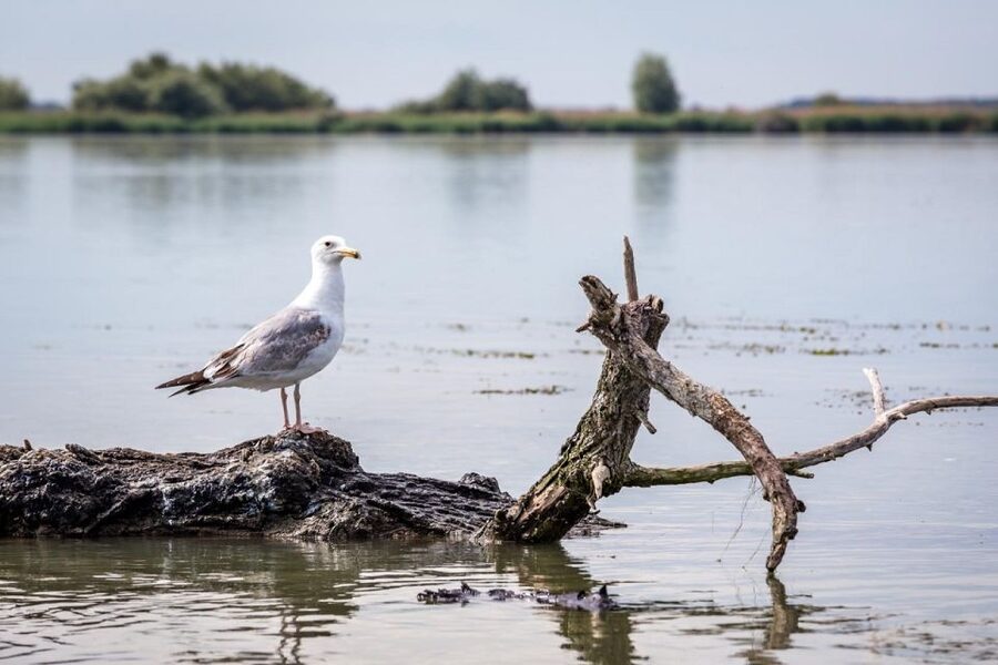 Danube Delta - 2-Day Tour from Bucharest - Who should book this Danube Delta 2-day tour