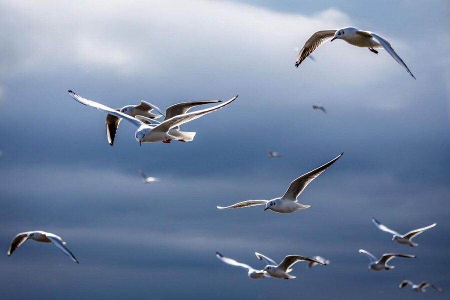 Danube Delta - 2-Day Tour from Bucharest - Why the Danube Delta feels different from most tours