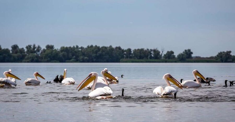 Danube Delta - 2-Day Tour from Bucharest - Boat trip in the delta: birds, fishing, and how to get better sightings