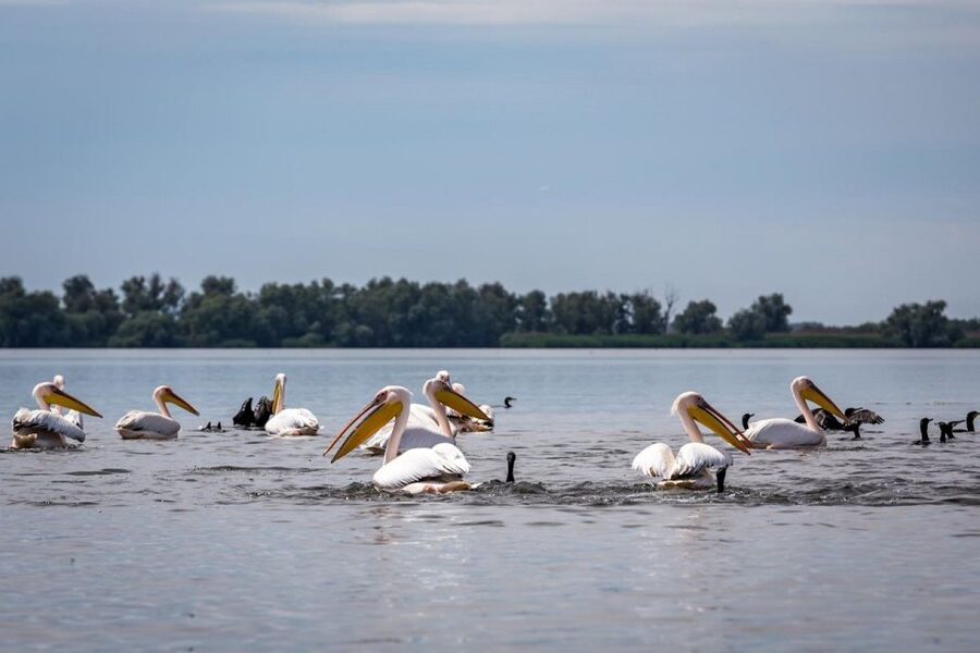 Danube Delta - 2-Day Tour from Bucharest - The guide makes this work: Narcis and Gabriel as examples