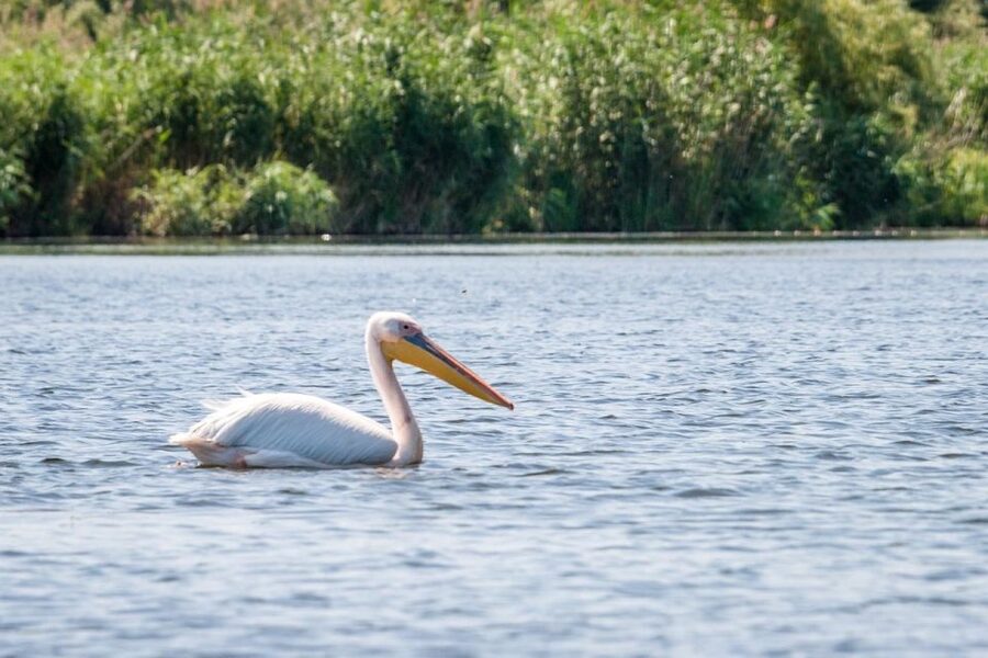 Danube Delta - 2-Day Tour from Bucharest - Pickup and pacing, what the 2 days actually feel like