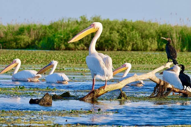 Danube Delta and Black See - 2 Days Private Tour from Bucharest - Day 1 on the Black Sea: Constanta, Mamaia, then Faleza Cazino