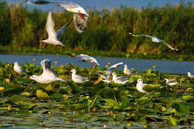 Danube Delta and Black See - 2 Days Private Tour from Bucharest - Carol I Mosque in Ovid Square: why the dome is the star