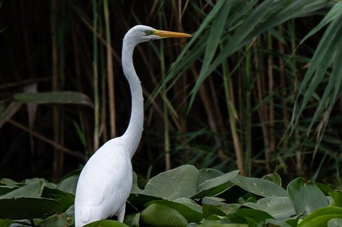 Danube Delta - Private Tour with Boat Trip & Traditional Lunch - Inside the Danube Delta: The Boat Part Is the Main Event