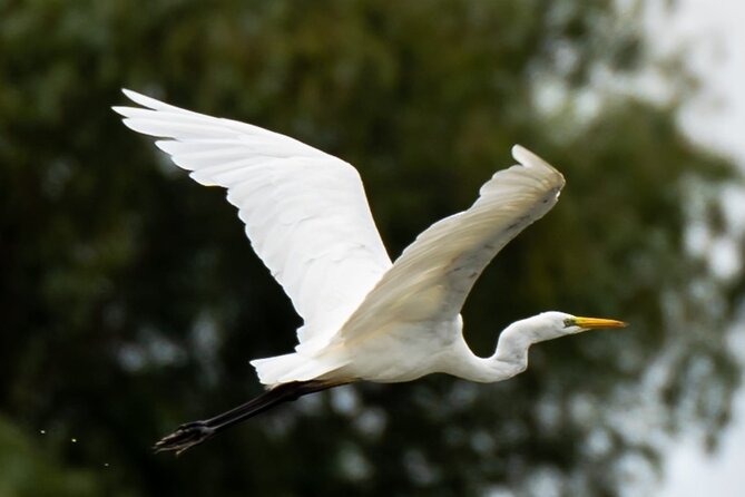 Danube Delta - Private Tour with Boat Trip & Traditional Lunch - Wildlife Reality Check: Birds Are the Star, But Not Always the Show
