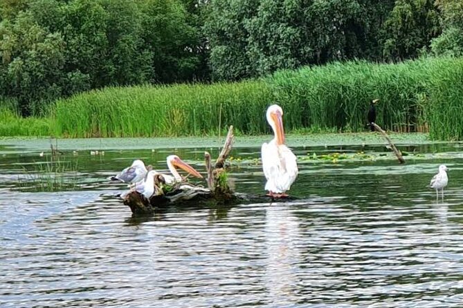 Danube Delta - Private Tour with Boat Trip & Traditional Lunch - Traditional Lunch in the Delta: Fish Feast Payoff, Practical Downsides