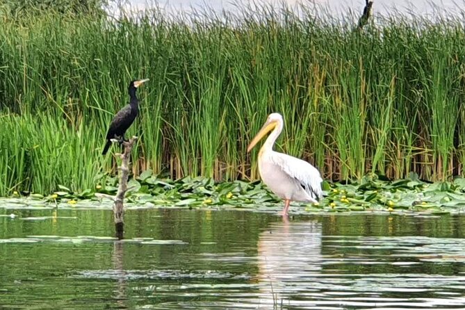 Danube Delta - Private Tour with Boat Trip & Traditional Lunch - Who This Tour Suits Best (And Who Might Be Happier Elsewhere)