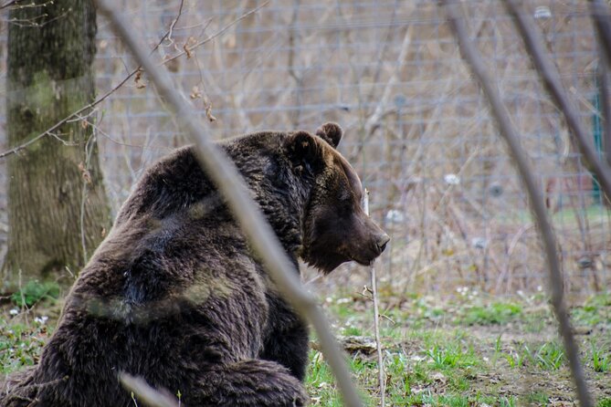 Day Trip Bear Sanctuary, Bran Castle, Rasnov Fortress from Brasov - Timing, weather, and how to plan your day like a pro