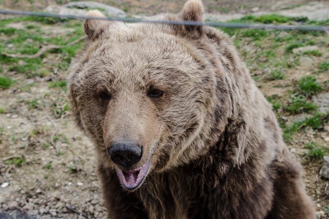 Day Trip Bear Sanctuary, Bran Castle, Rasnov Fortress from Brasov - The small-group advantage: why it feels smoother