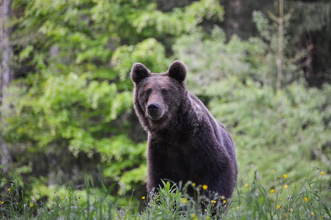 Day Trip & Bear Watching in the Land of Volcanoes - Key things to know before you go
