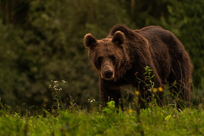 Day Trip & Bear Watching in the Land of Volcanoes - Timing, weather, and what to wear for a comfortable day outdoors
