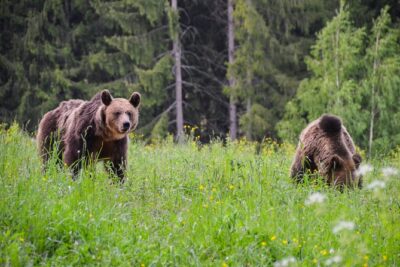 Day Trip & Bear Watching in the Land of Volcanoes