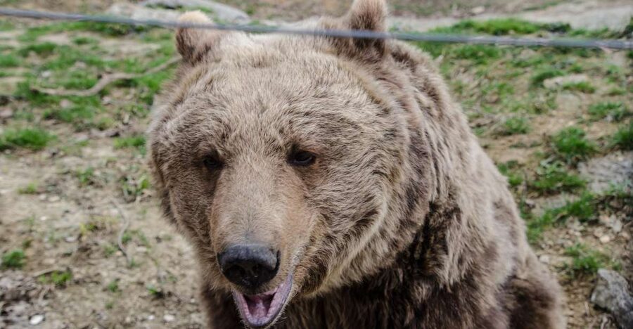 Day trip Bran Castle, Rasnov Fortress and Bear Sanctuary - Key Things to Know Before You Go