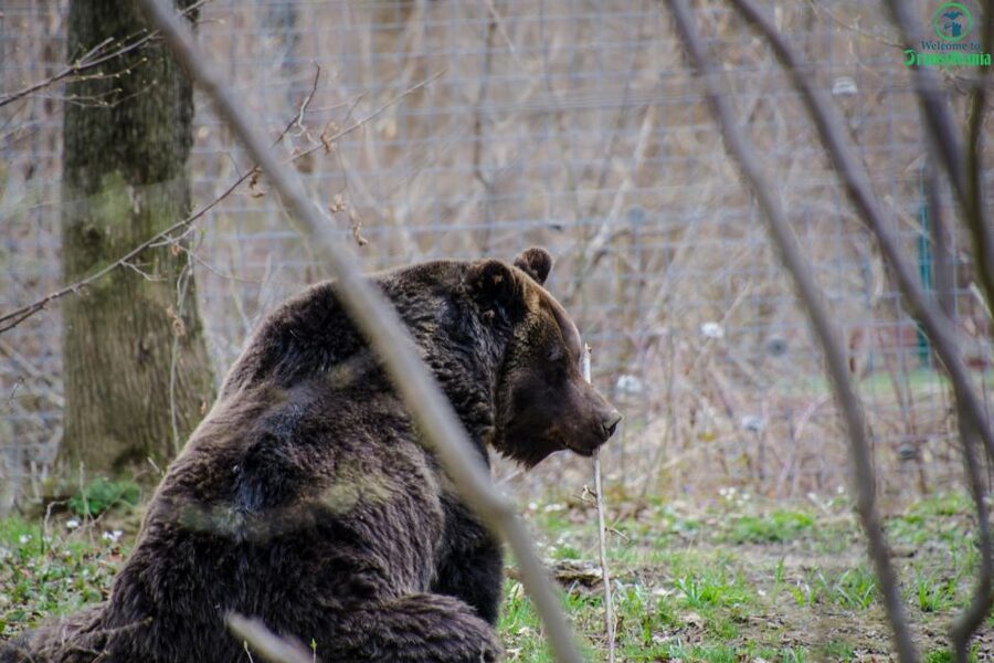 Day trip Bran Castle, Rasnov Fortress and Bear Sanctuary - Quick Practical Tips So You Enjoy Every Stop