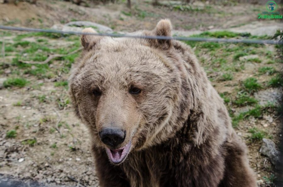 Day trip Bran Castle, Rasnov Fortress and Bear Sanctuary - Why This 6-Hour Van Trip Feels More Like Local Time