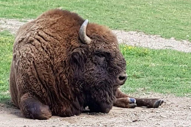 Day trip from Brasov: Bison reserve & traditional lunch - Key highlights at a glance