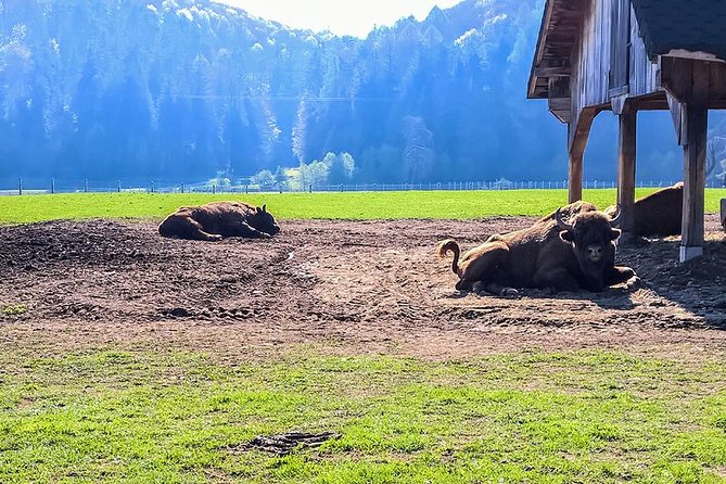 Day trip from Brasov: Bison reserve & traditional lunch - Getting from Brasov to Valea Zimbrilor without wasting the day