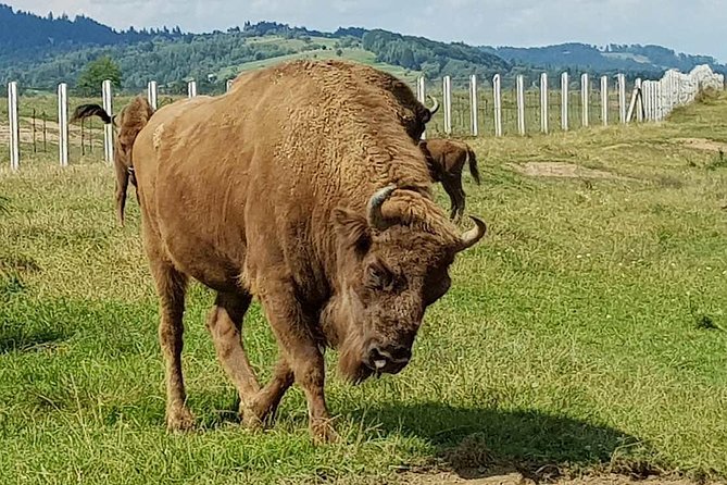 Day trip from Brasov: Bison reserve & traditional lunch - The bison reserve at Vama Buzaului: what to expect in real life