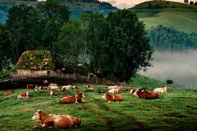 Discover Apuseni Mountains - Scarita Summit,Sipote Waterfall and Dumesti Village - Key things to know before you go