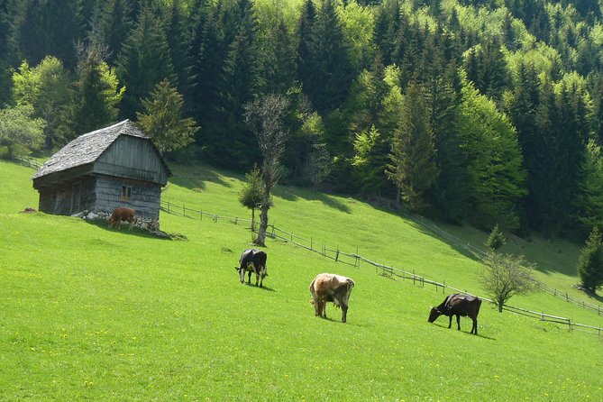 Excursión en Moeciu de Sus (recomendado para familias) con guía español nativo. - Puntos clave antes de reservar