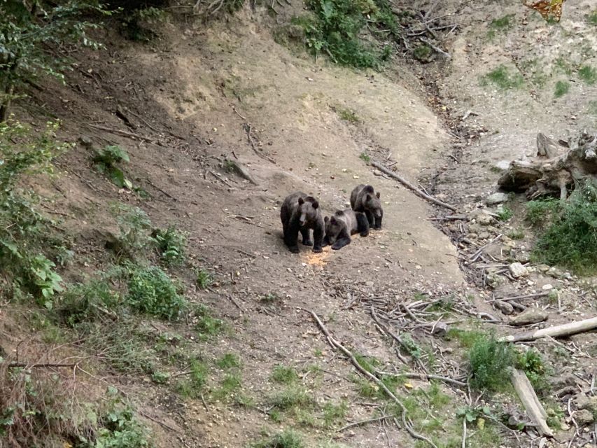 From Brasov: Bear Watching in the Wild - Key things to know before you go