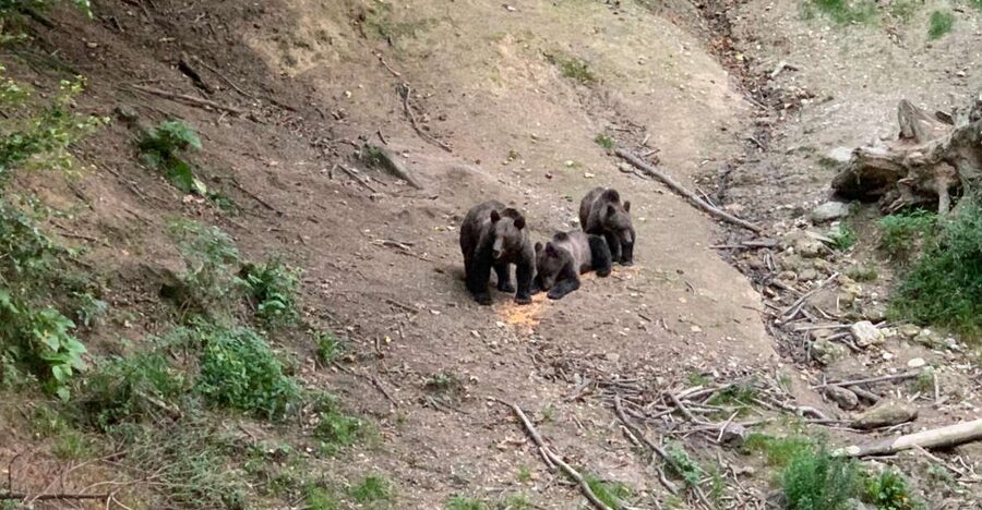 From Brasov: Bear Watching in the Wild - Why brown bear watching near Brasov feels different than a drive-and-hope day