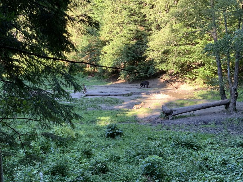 From Brasov: Bear Watching in the Wild - Ranger rules and responsible viewing: safety plus respect, not just instructions