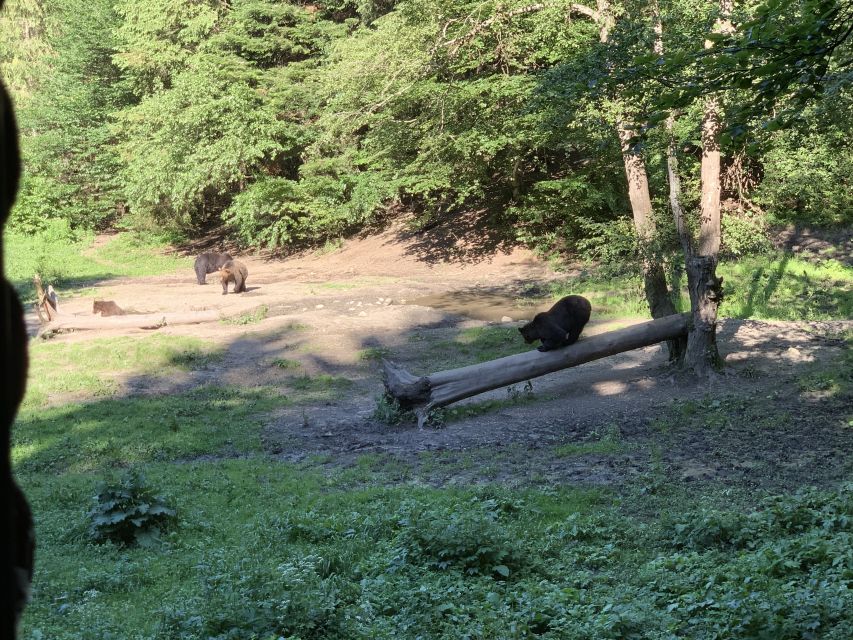 From Brasov: Bear Watching in the Wild - Two hours at the observatory: spotting brown bears, cubs, and other wildlife