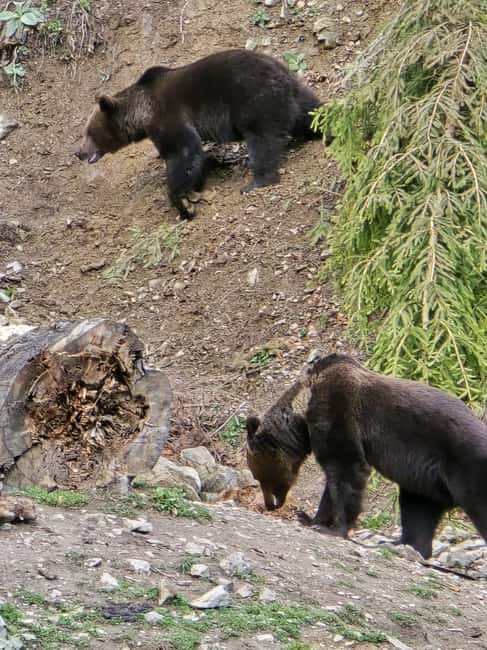 From Brasov: Bear Watching in the Wild - Photography through glass: what to expect and how to make the most of it