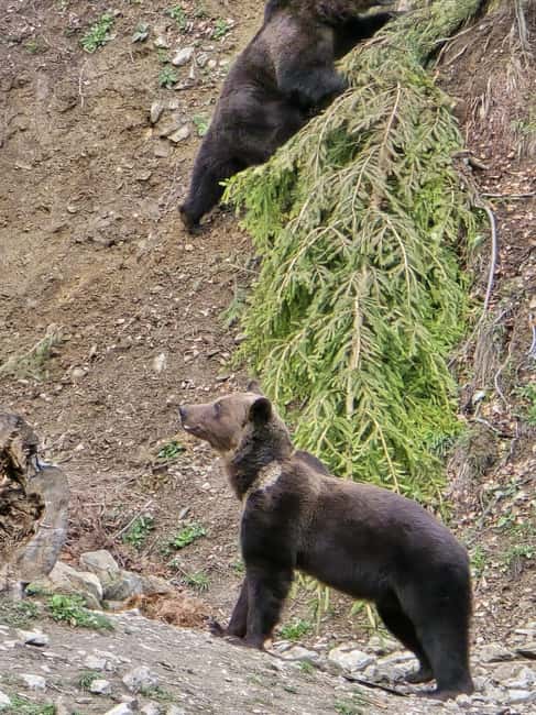 From Brasov: Bear Watching in the Wild - Price and value: is $117 a fair deal for 3.5 hours in Transylvania?